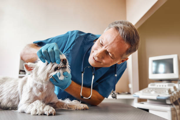 Best Urgent Tooth Repair  in Centreville, VA